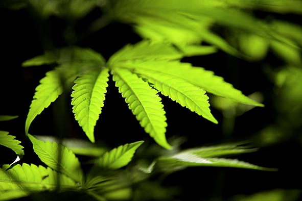 Réglementation vente cannabis « Bien-être »